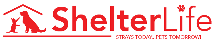 Shelter Life Strays Today Pets Tomorrow